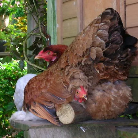 Door & Roos